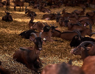 Ферма «Мукко» подвоїть дійне стадо кіз